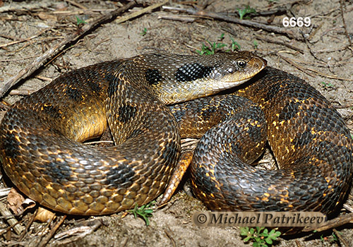 Eastern Hognose Snake (Heterodon platirhinos)